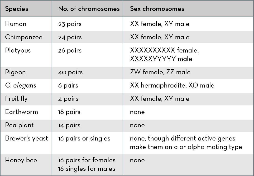 numbers and types of chromosomes